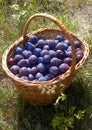 Plums in the basket