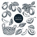 Plums in basket, sketch vector illustration. Fruits harvest, hand drawn garden agriculture isolated design elements