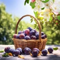 plums in basket on wooden table top in garden fruits trees and flowers