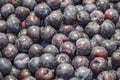 Plums black purple raw in bulk on supermarket Royalty Free Stock Photo