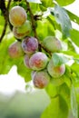 Plums on a branch