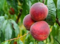 Plums on a branch in orchard Royalty Free Stock Photo