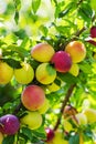 Plums on a branch of plum tree Royalty Free Stock Photo