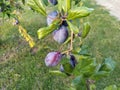 Plums on a branch. Purple ripe fruits on a plum tree. Green leaves and a few plums. Harvest Royalty Free Stock Photo