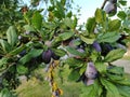 Plums on a branch. Purple ripe fruits on a plum tree. Green leaves and a few plums. Harvest. Royalty Free Stock Photo