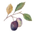 Plums branch. Watercolor Hand drawn botanical illustrations purple fruits and green leaves. Isolated on white background