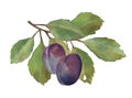 Plums branch. Watercolor Hand drawn botanical illustrations purple fruits and green leaves. Isolated on white background