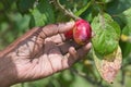 Not the most beautiful fruit, the leaves are discolouring Royalty Free Stock Photo