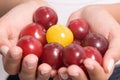 Plums in hands Royalty Free Stock Photo