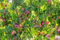 Plums hanging from trees Royalty Free Stock Photo