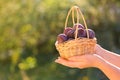 Plums harvest.Ripe Plums in a basket in female hands in a summer garden.Farm organic bio fruits. plum abundance Royalty Free Stock Photo