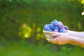 Plums harvest.Ripe Plums in a wicker basket in the sun in the garden.Fresh plums set in hands. Farm organic fruits. plum Royalty Free Stock Photo