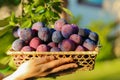 Plums harvest.Ripe Plums in a wicker basket in the sun in the summer garden.Fresh plums set in hands. organic fruits Royalty Free Stock Photo