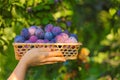 Plums harvest.Ripe Plums in a wicker basket in the sun in the summer garden.Fresh plums set Royalty Free Stock Photo