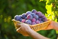 Plums harvest.Ripe Plums in a wicker basket in the sun in the summer garden.Fresh plums set in hands. Farm organic Royalty Free Stock Photo