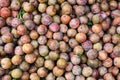 Plums at the market in Sapa, Vietnam Royalty Free Stock Photo