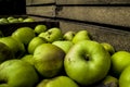 apples in wooden chest in orchard