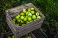 apples in wooden chest in orchard