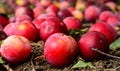 plums plucked from orchard