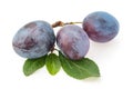 Plums plum prunes prune leaves fruits fruit isolated on a white background Royalty Free Stock Photo