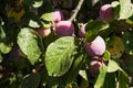 Plums ripen on a branch in the garden