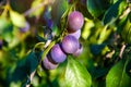 plums ripen on the branches of a tree