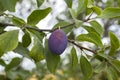 The plums ripen in late summer. Here you can see a typical farm plum Royalty Free Stock Photo