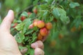 Plums ripen on a tree