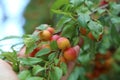 Plums ripen on a tree