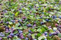 Plums shaken down at harvest