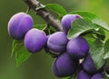 Plums on the Tree Royalty Free Stock Photo