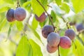 Plums on the tree branch close-up, copyspace Royalty Free Stock Photo