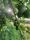 Plums on tree close up