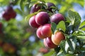 Plums on the tree Royalty Free Stock Photo