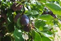 Plums used to make Agen prunes