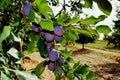 Plums used to make Agen prunes