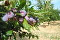 Plums used to make Agen prunes