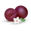 Plums Vector Icon. Fresh And Juicy Fruit Isolated On A White Background. Royalty Free Stock Photo