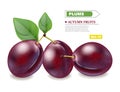 Plums Vector realistic isolated fruits. Harvest autumn seasons Royalty Free Stock Photo