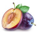 Plums with water drops. File contains clipping path