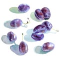 Plums on white background