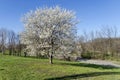 Plumtree in blossom through springtime in the park