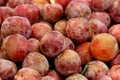 Pluot Dapple Dandy, Prunus 'Dapple Dandy' Royalty Free Stock Photo