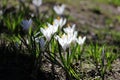 Plural white crocuses or croci in backlight is a genus of flowering plants in the iris family Royalty Free Stock Photo