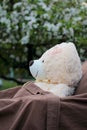Plush bear sick patient resting outdoors