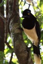 Plush crested Jay Royalty Free Stock Photo