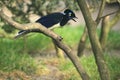 Plush-crested jay Royalty Free Stock Photo