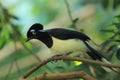 Plush crested jay Royalty Free Stock Photo