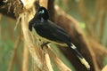 Plush-crested jay Royalty Free Stock Photo