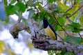 Plush-crested Jay, Cyanocorax chrysops, a yellow and black colored jay, Iguazu Falls, Brazil Royalty Free Stock Photo